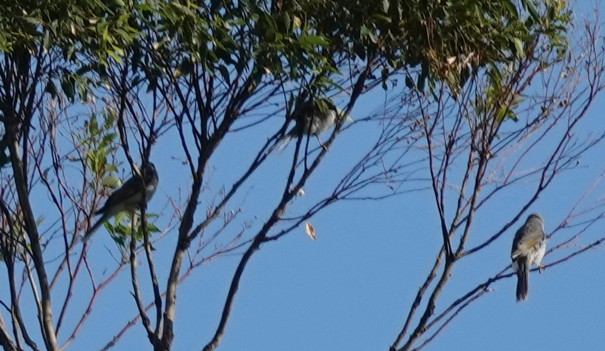 Noisy Miner - ML635080139