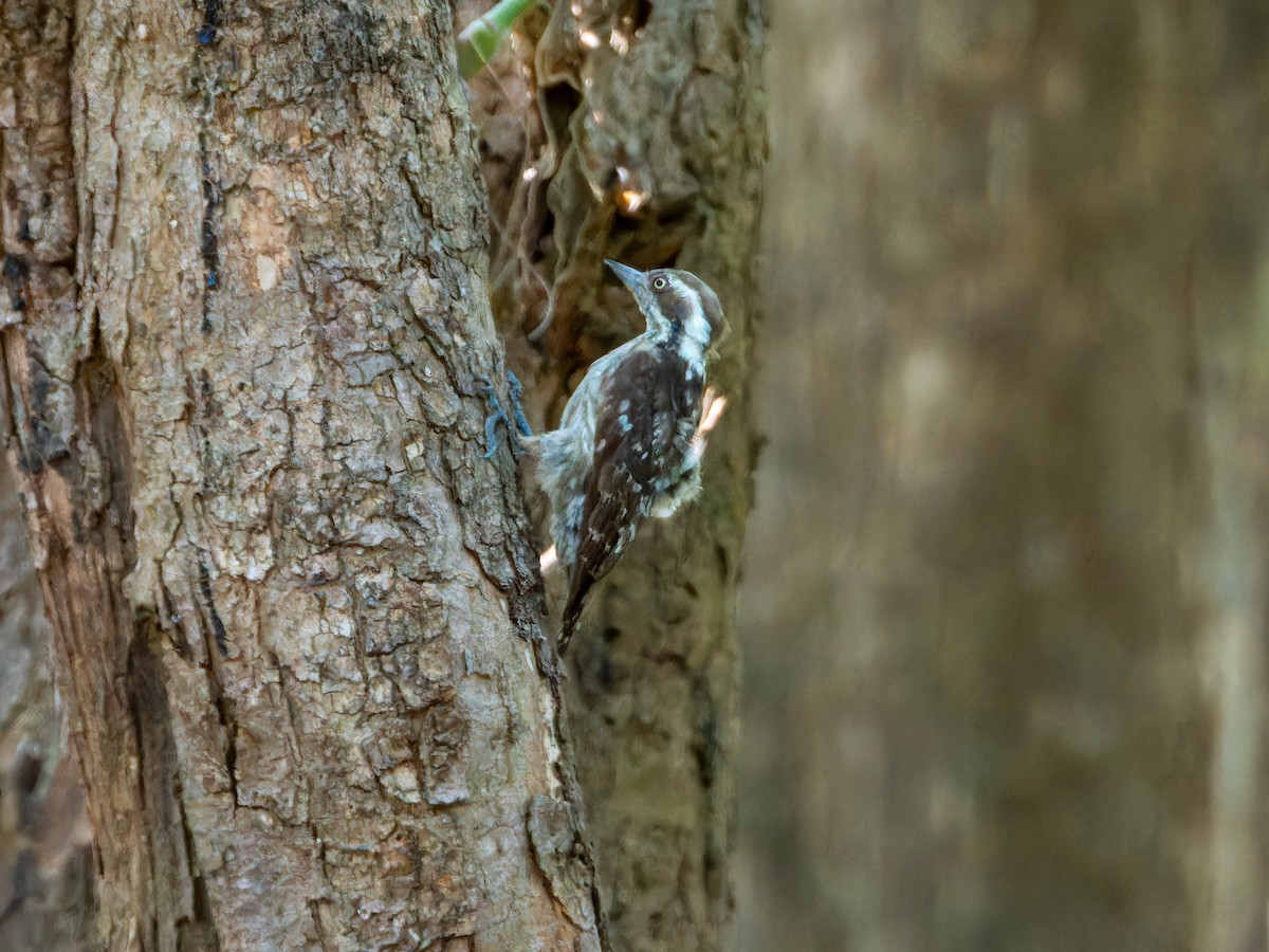 Brown-capped Pygmy Woodpecker - ML635080165