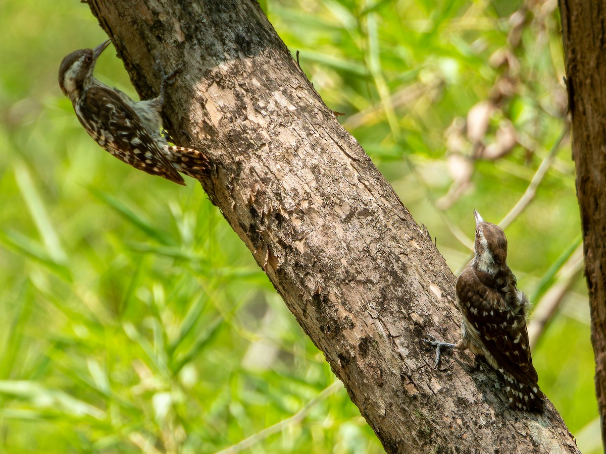 Brown-capped Pygmy Woodpecker - ML635080166