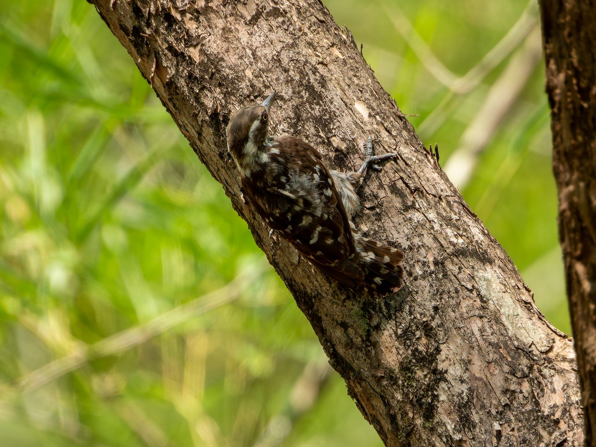 Brown-capped Pygmy Woodpecker - ML635080167