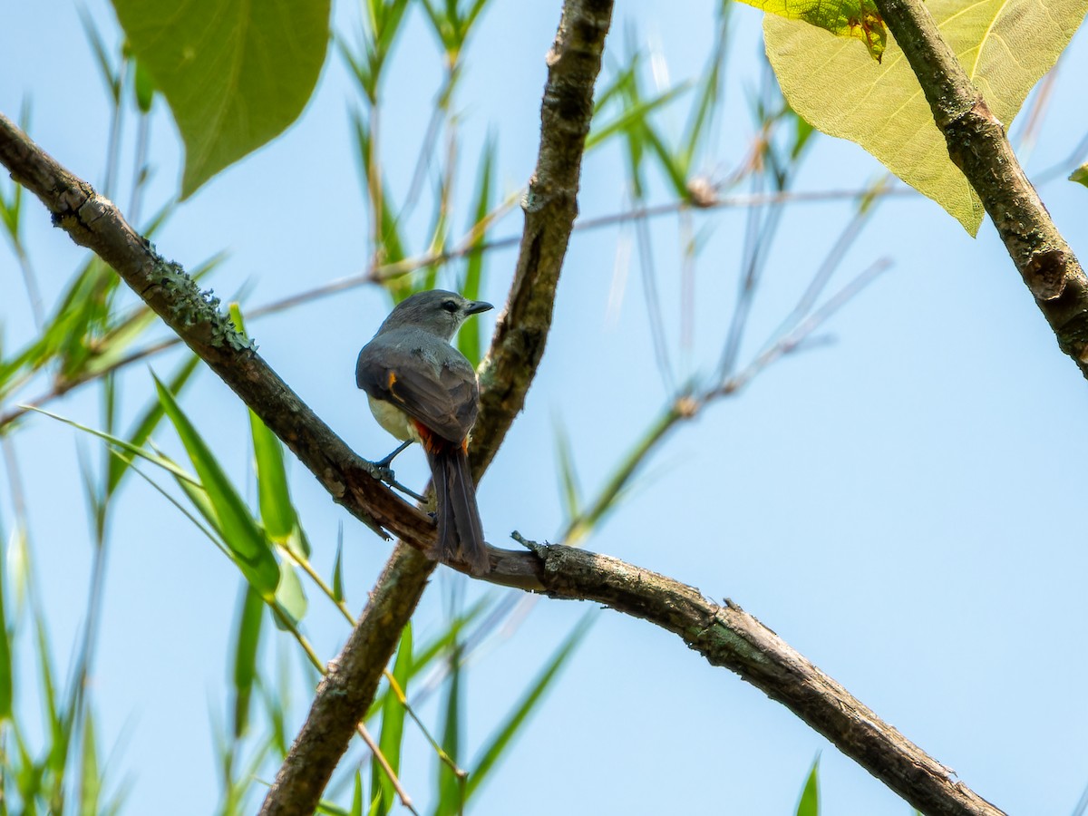 Small Minivet - ML635080180