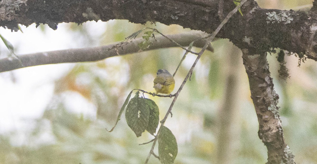Gray-hooded Warbler - ML635080182