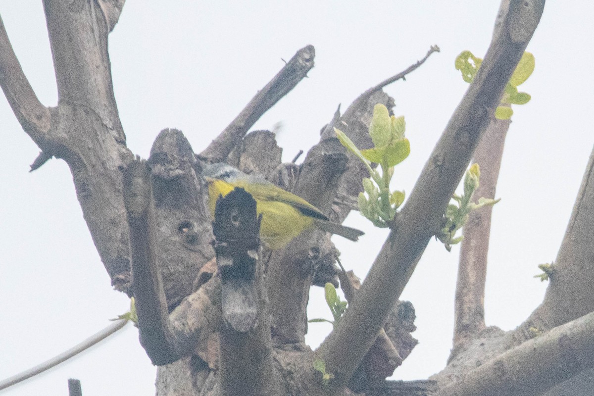 Gray-hooded Warbler - ML635080183