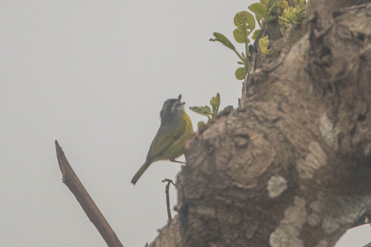 Gray-hooded Warbler - ML635080186