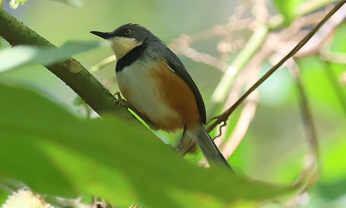 Black-collared Apalis - ML635080220