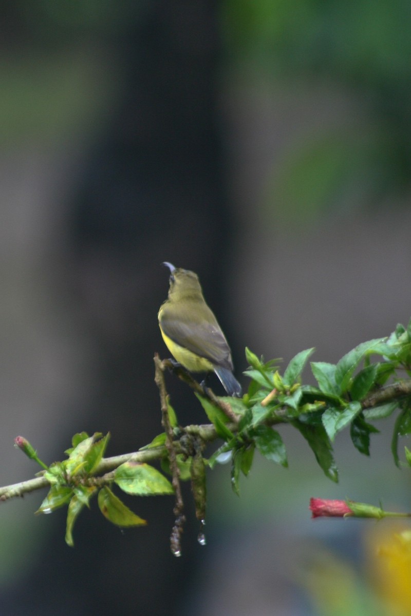 Garden Sunbird - ML635080281