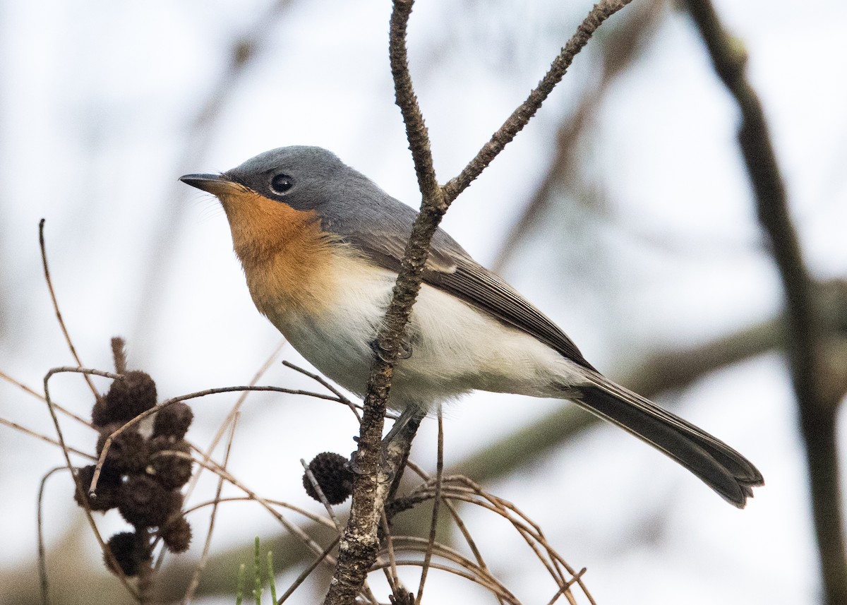 Leaden Flycatcher - ML635080347