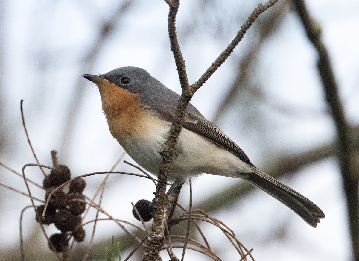 Leaden Flycatcher - ML635080348