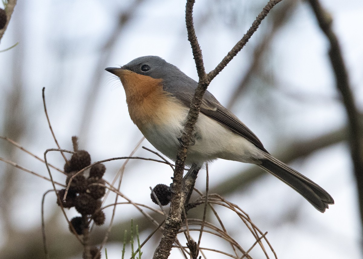 Leaden Flycatcher - ML635080349