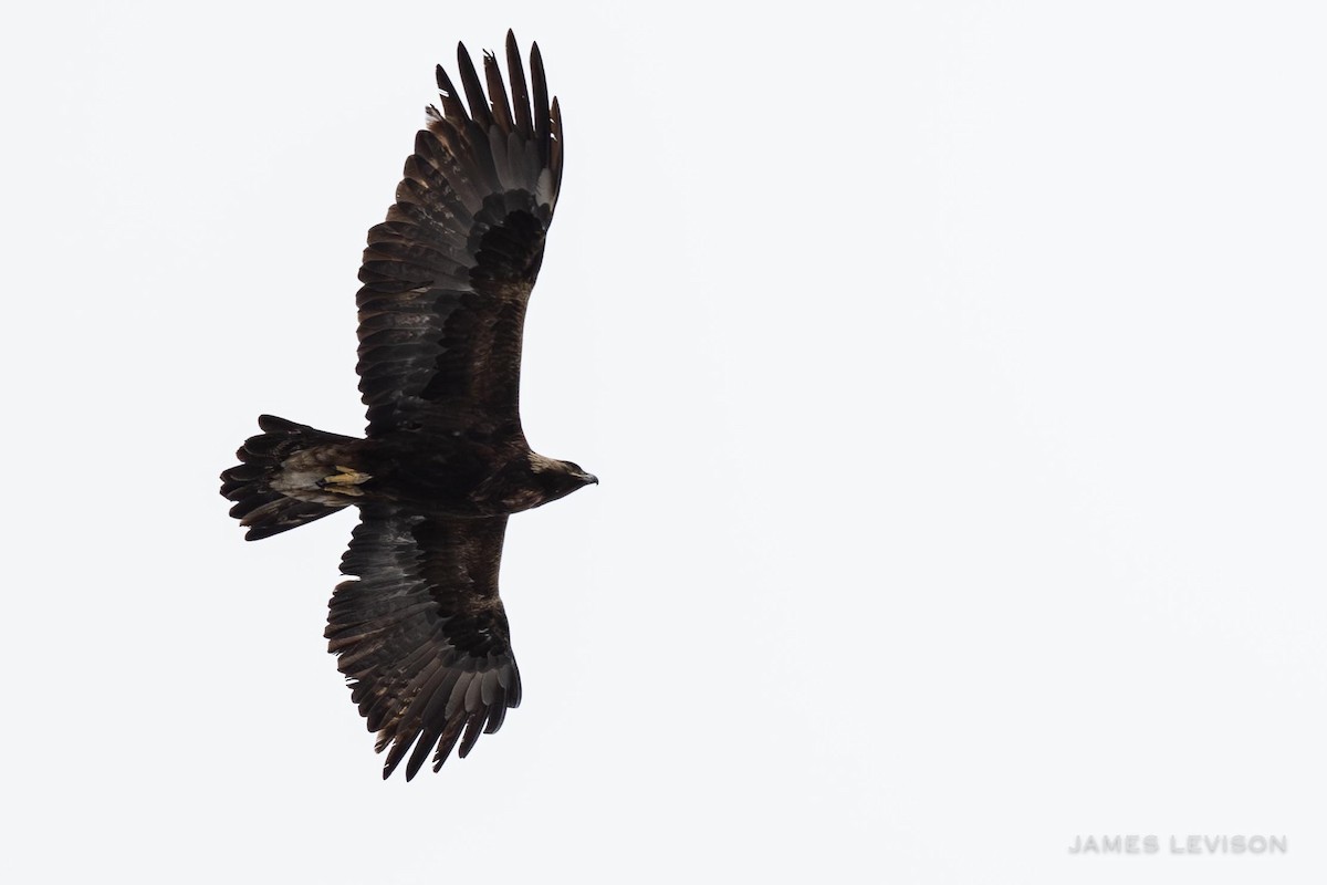 Golden Eagle - ML635080419