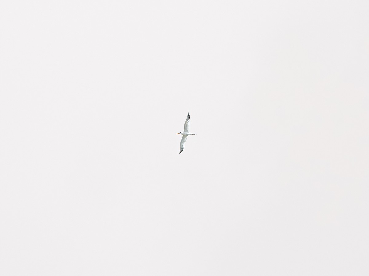 West African Crested Tern - ML635080458