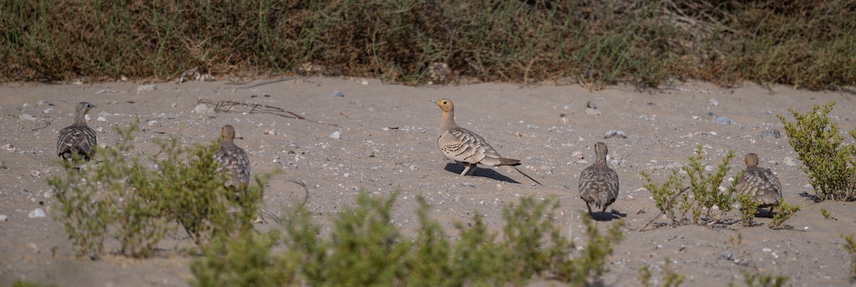 Chestnut-bellied Sandgrouse - ML635080656
