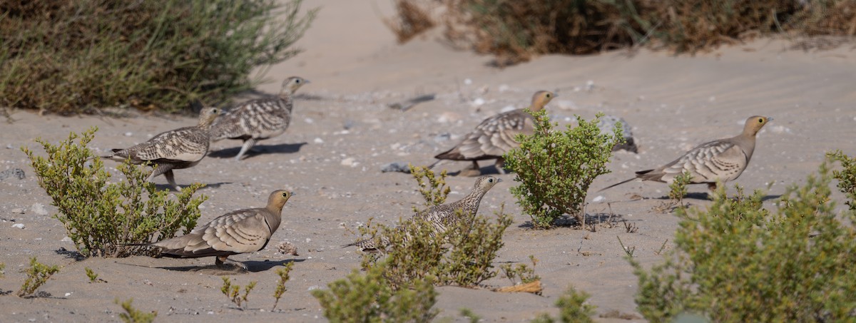 Chestnut-bellied Sandgrouse - ML635080657