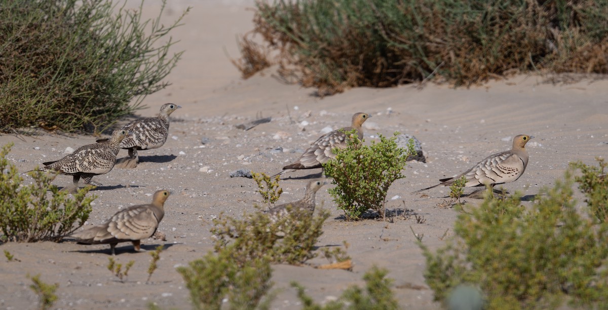 Chestnut-bellied Sandgrouse - ML635080658