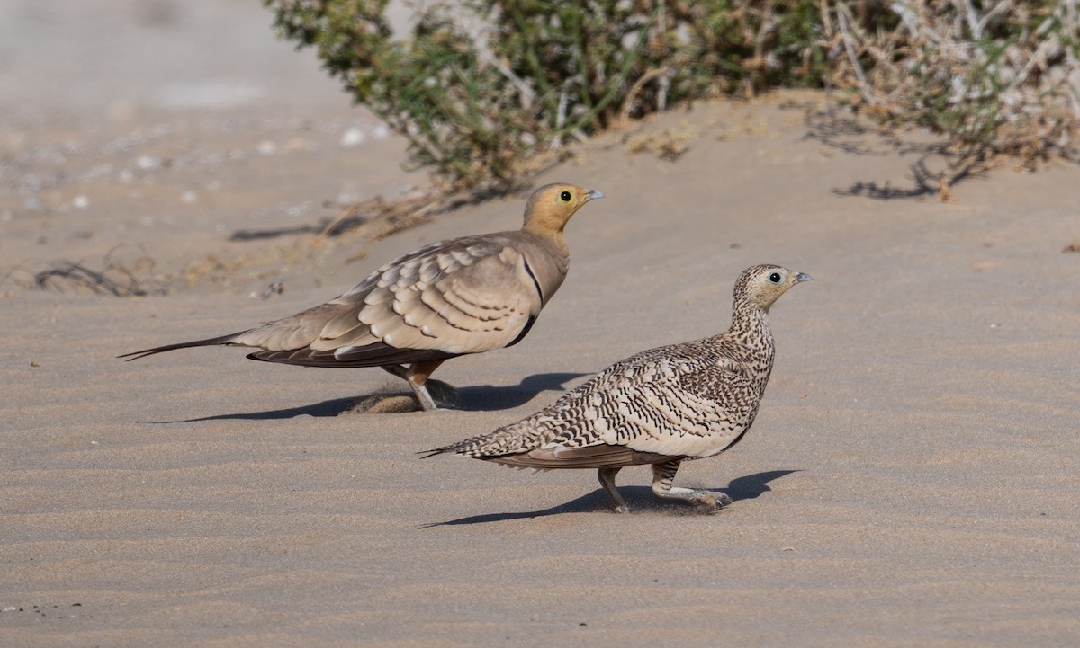Chestnut-bellied Sandgrouse - ML635080659