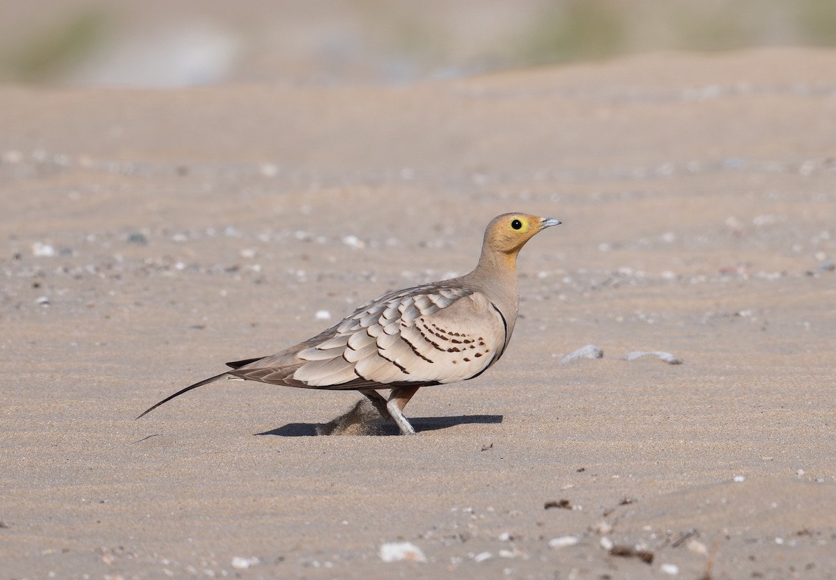 Chestnut-bellied Sandgrouse - ML635080660