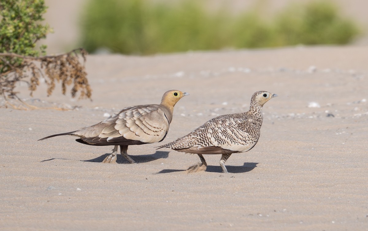 Chestnut-bellied Sandgrouse - ML635080661