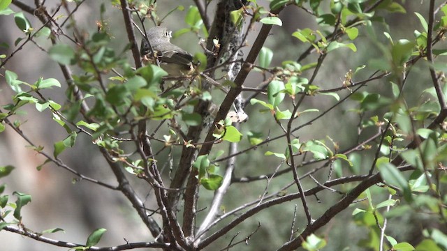 Hutton's Vireo - ML635080693