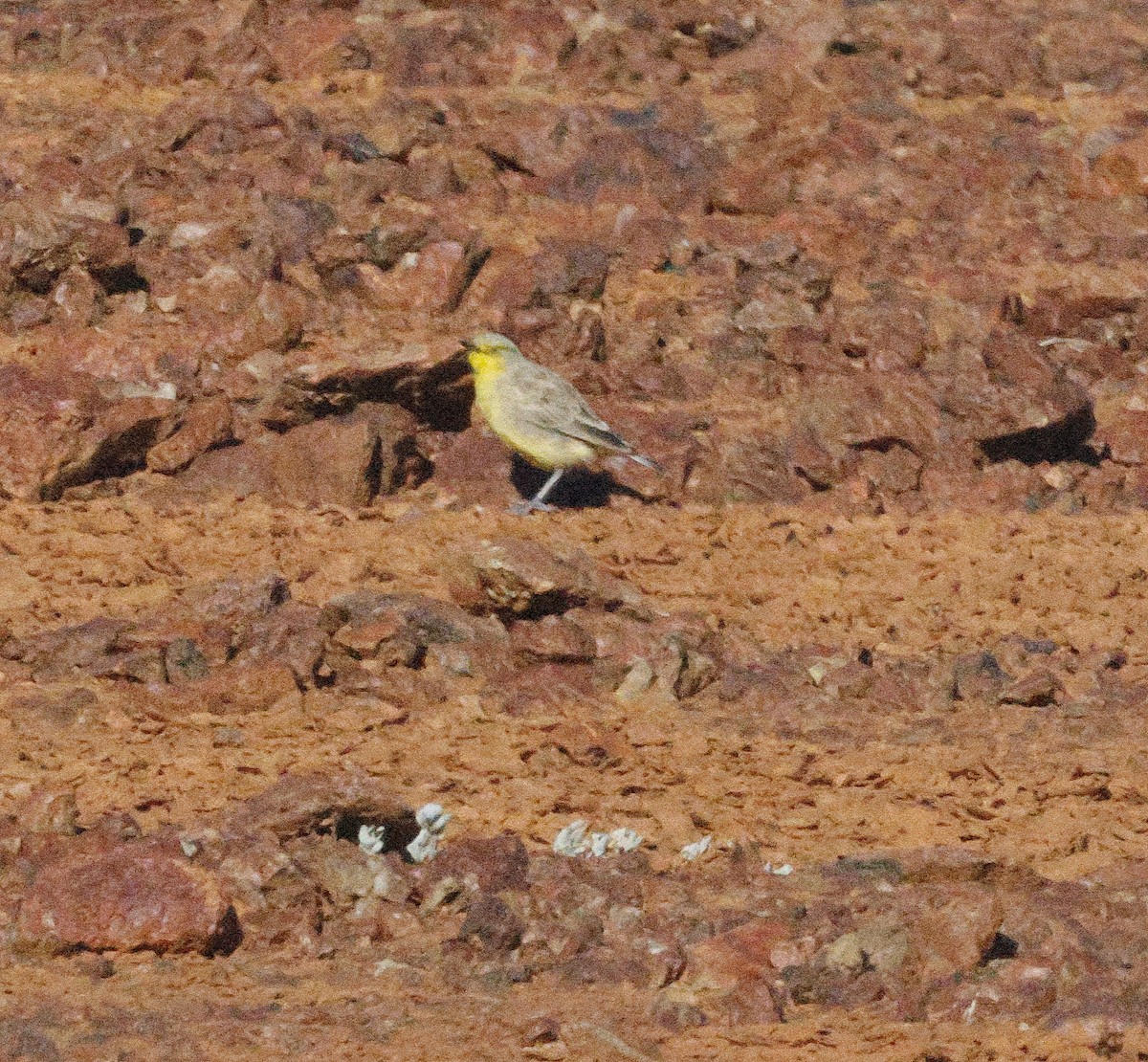 Gibberbird - ML635080806