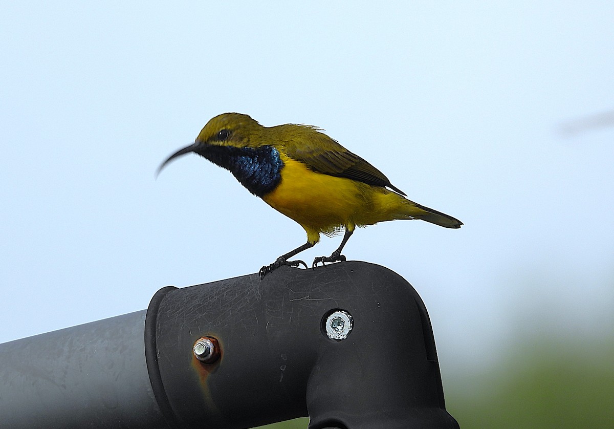 Sahul Sunbird - ML635080818