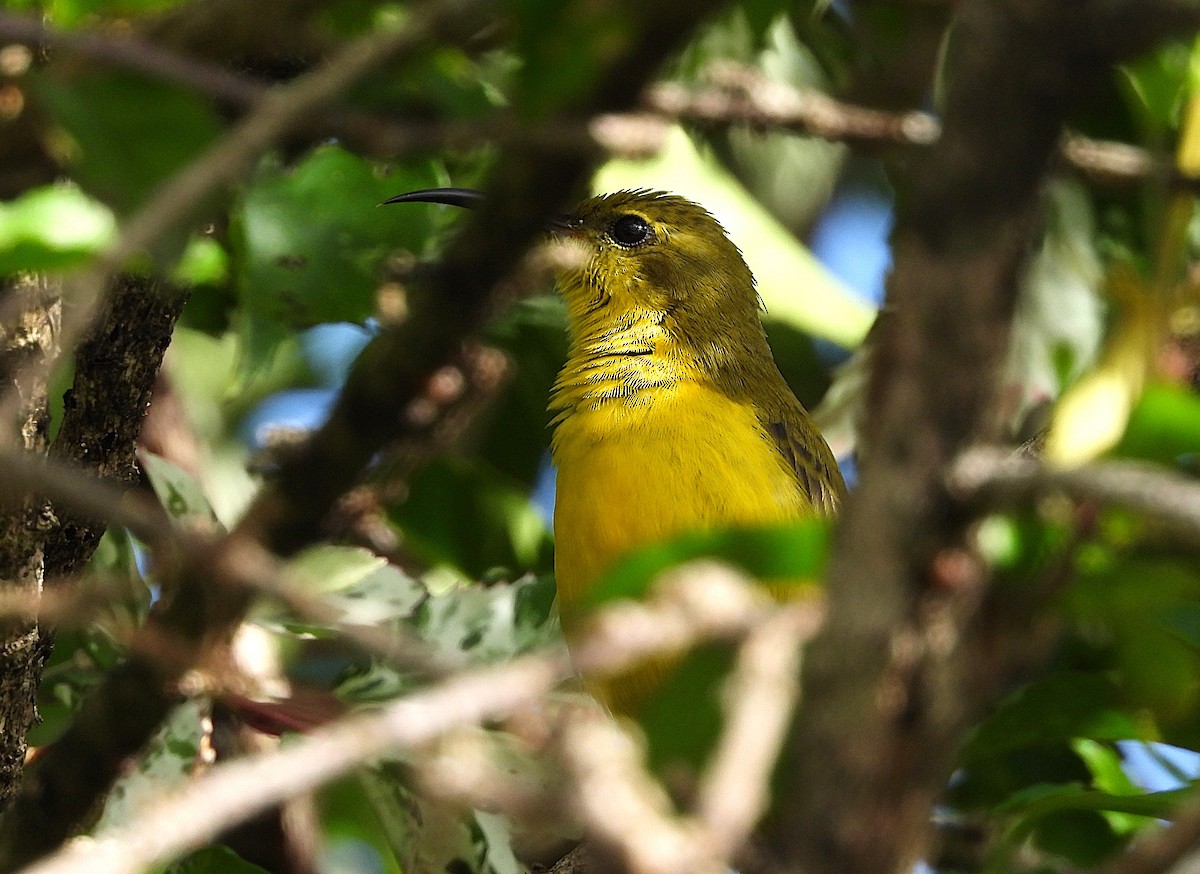 Sahul Sunbird - ML635080829