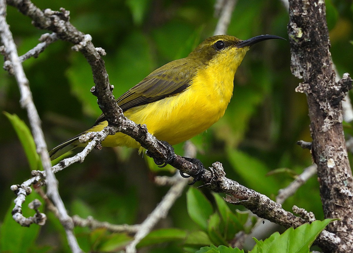 Sahul Sunbird - ML635080837