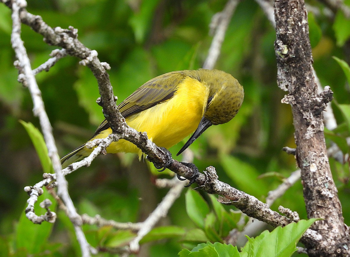 Sahul Sunbird - ML635080838