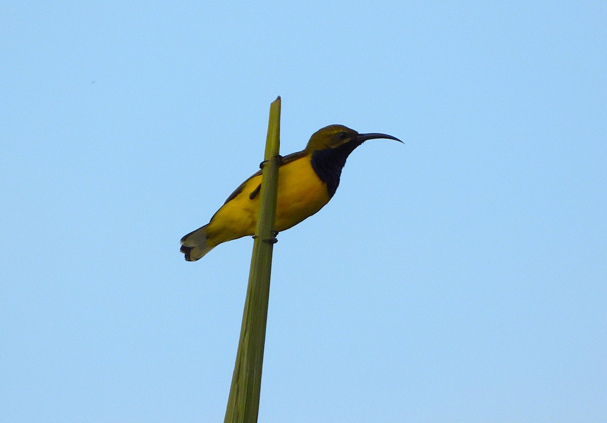 Sahul Sunbird - ML635080839