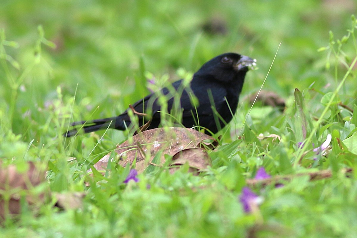Variable Seedeater - ML635080970
