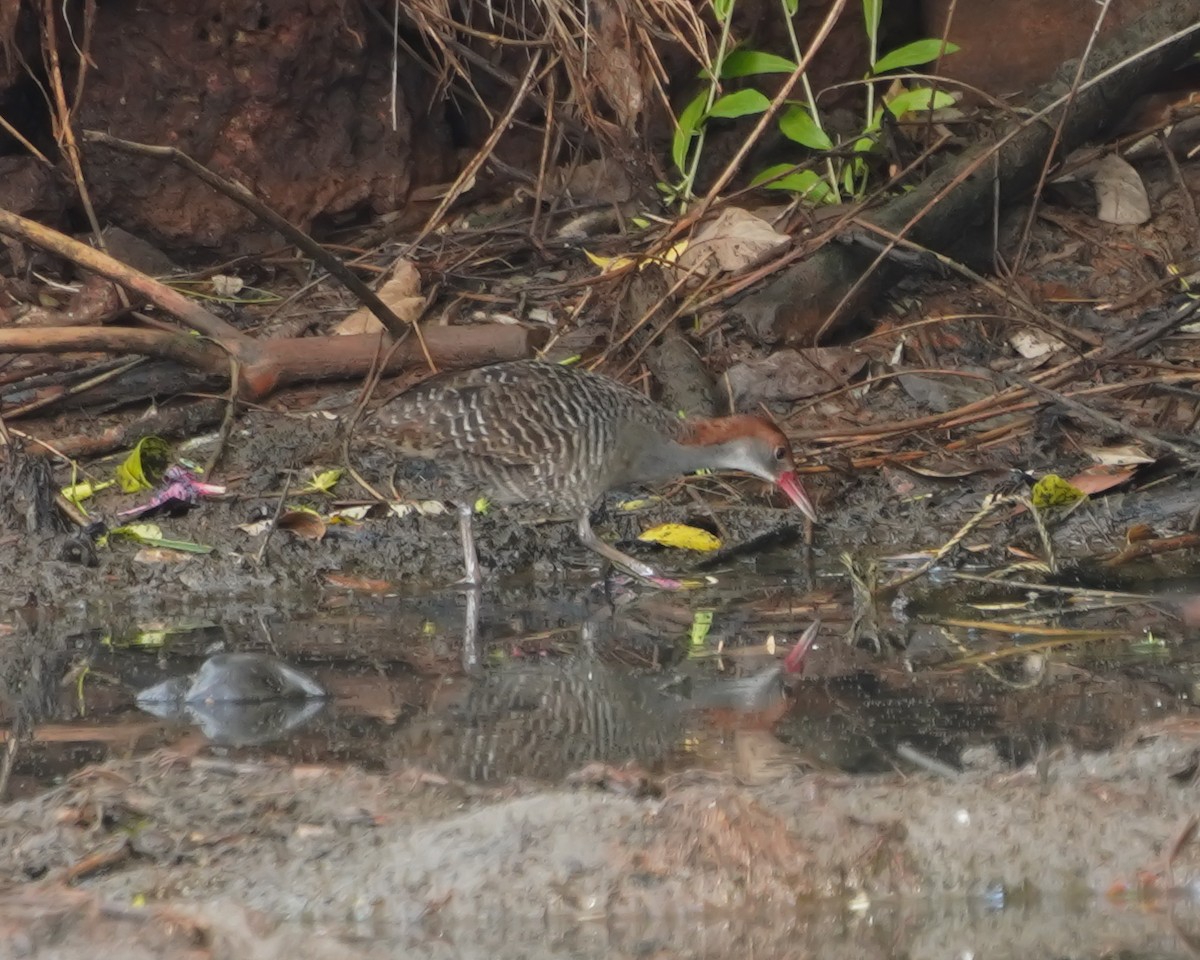 Slaty-breasted Rail - ML635081035