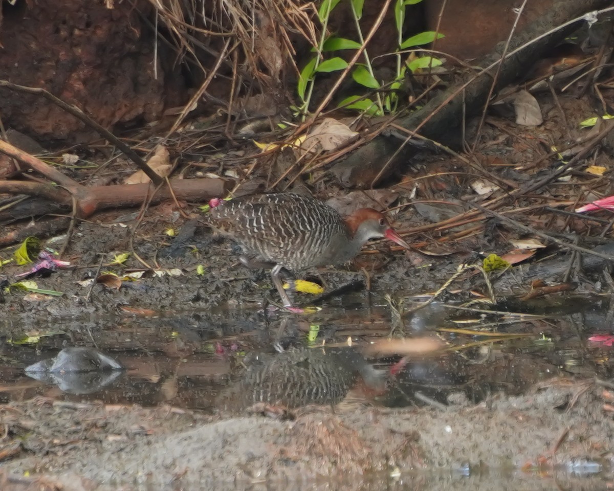Slaty-breasted Rail - ML635081036