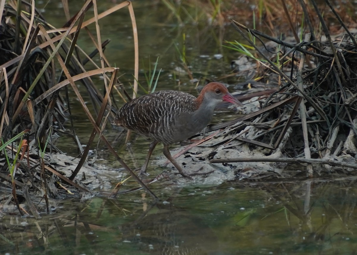 Slaty-breasted Rail - ML635081037