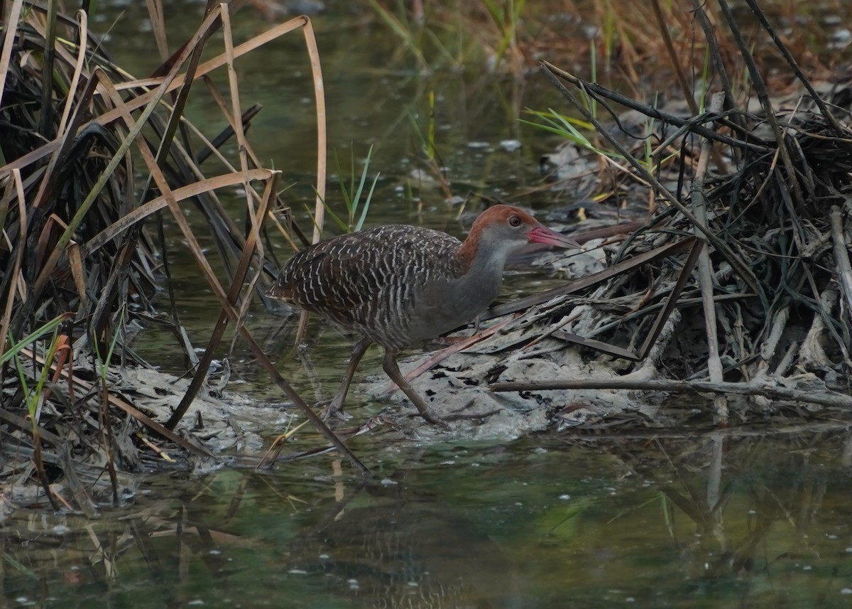 Slaty-breasted Rail - ML635081039