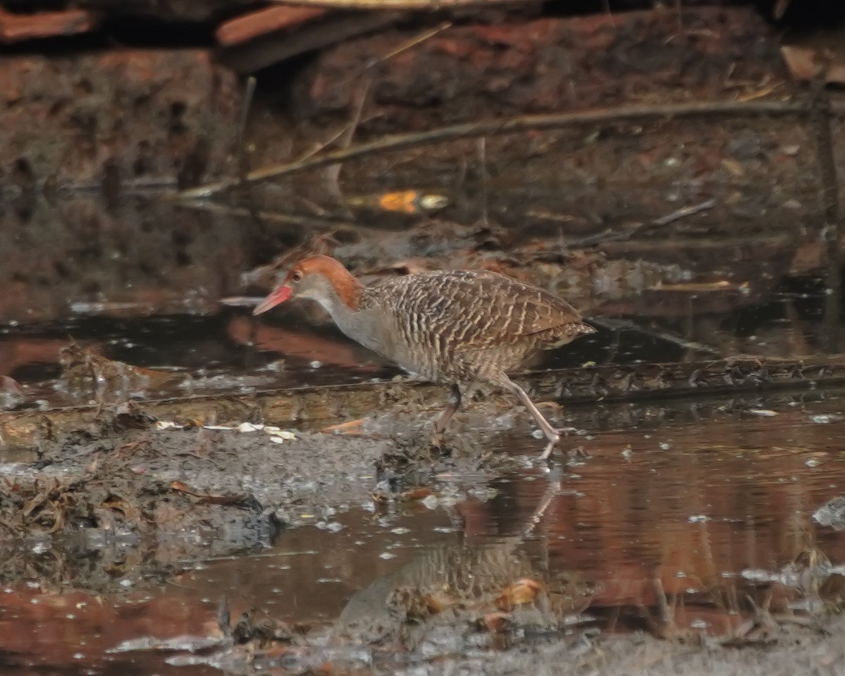 Slaty-breasted Rail - ML635081079