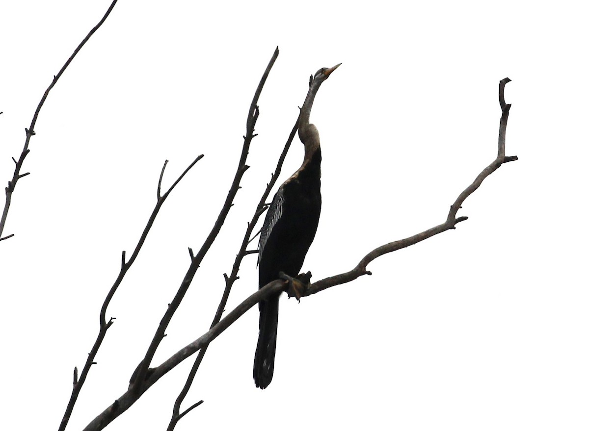 Oriental Darter - ML635081138