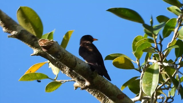 Violet Cuckoo - ML635081205