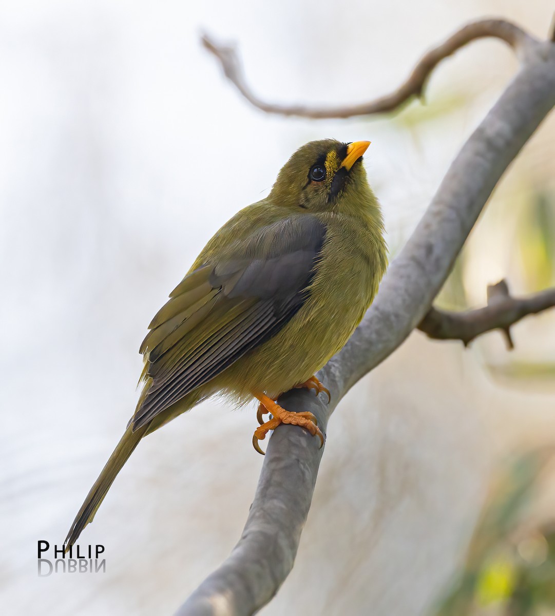 Bell Miner - ML635081223