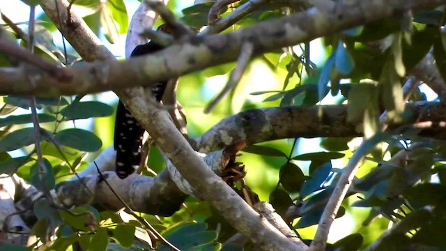 Violet Cuckoo - ML635081243