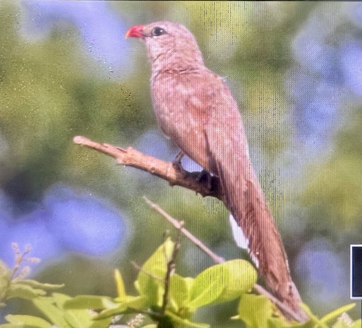 Sirkeer Malkoha - ML635081337