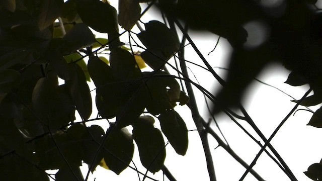 Javan Leafbird - ML635081352