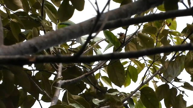 Javan Leafbird - ML635081353