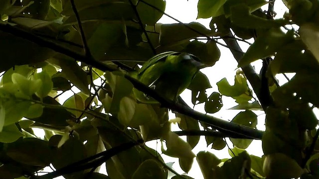 Javan Leafbird - ML635081366