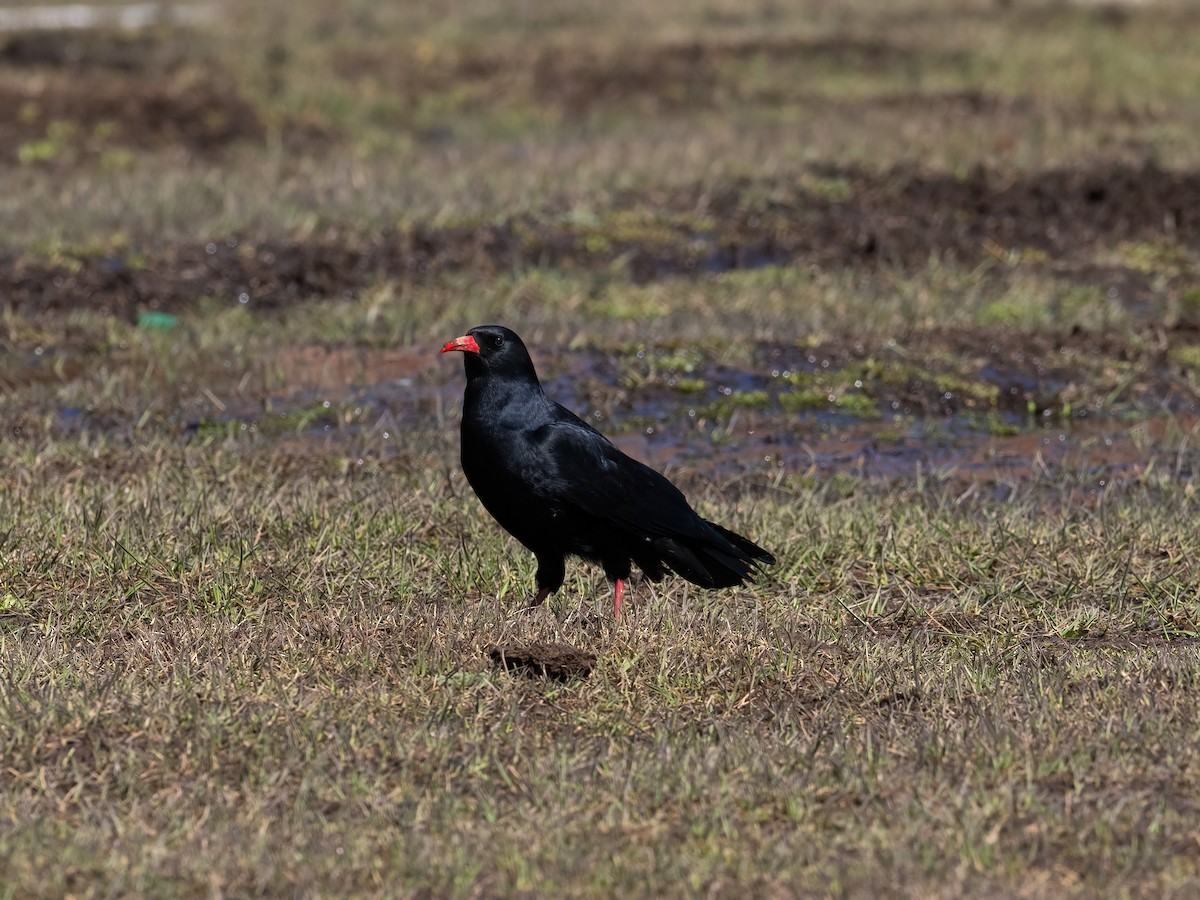 Red-billed Chough (Red-billed) - ML635081386