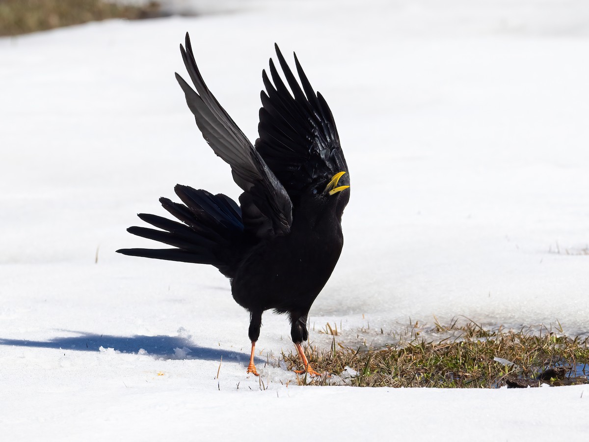 Yellow-billed Chough - ML635081391