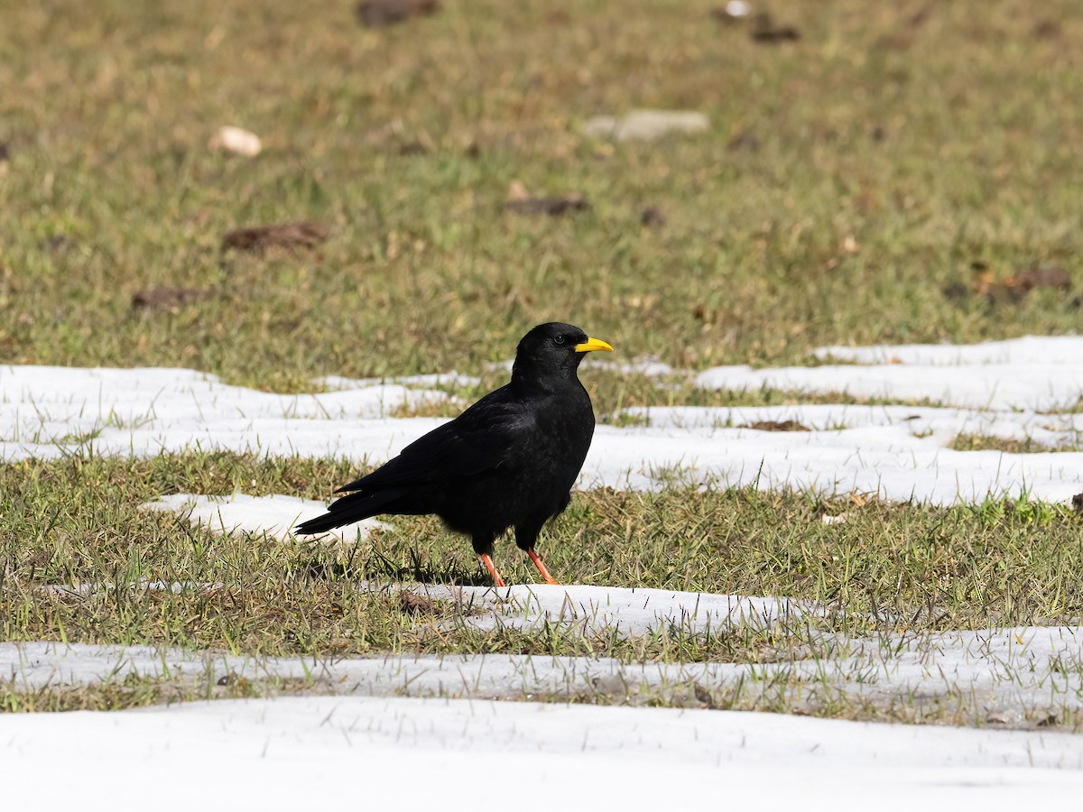 Yellow-billed Chough - ML635081392