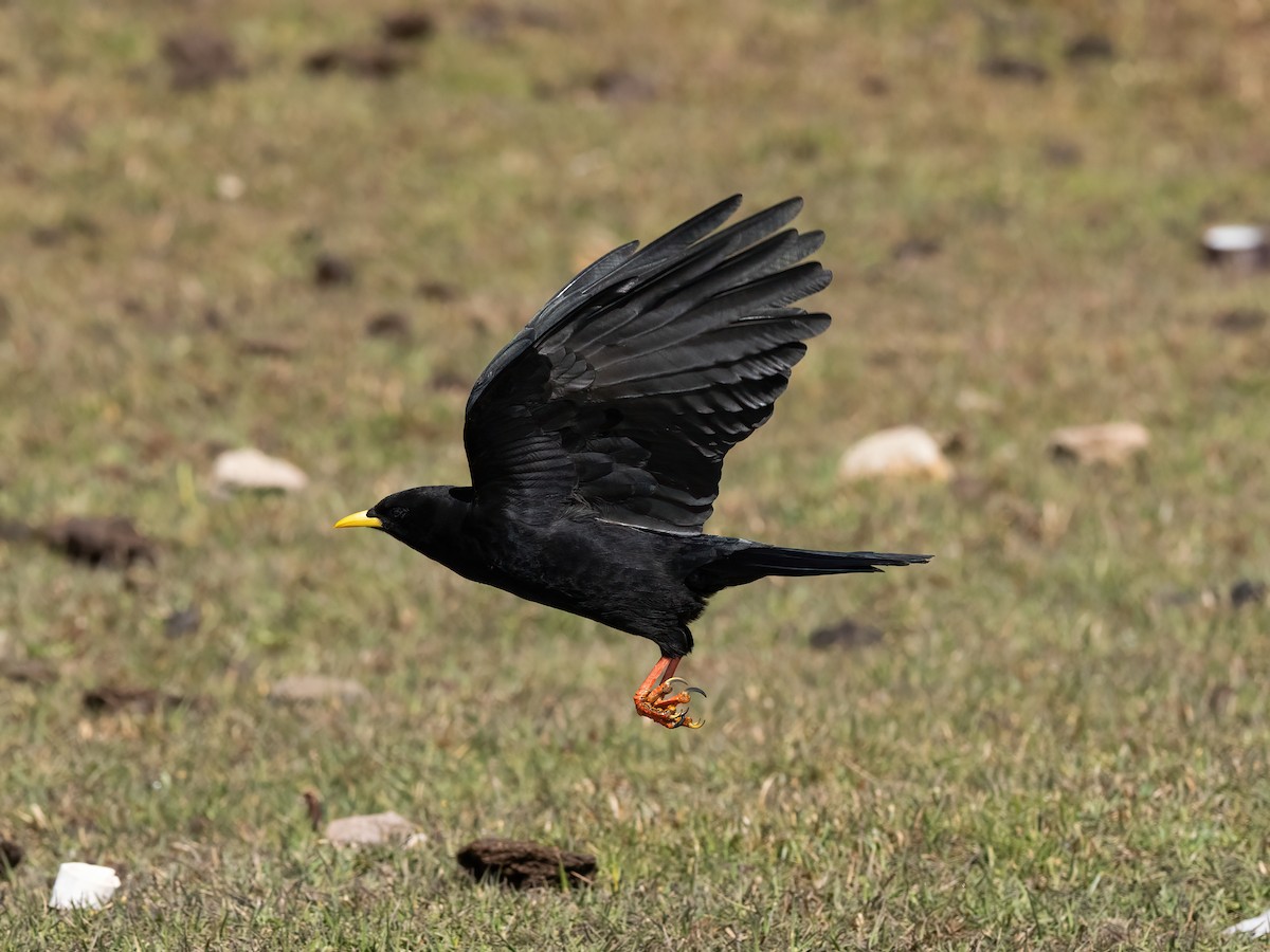 Yellow-billed Chough - ML635081393