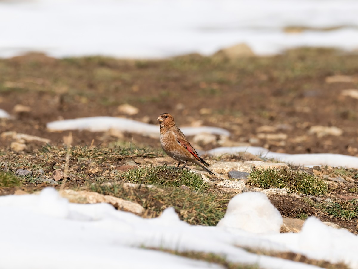 Crimson-winged Finch (African) - ML635081409