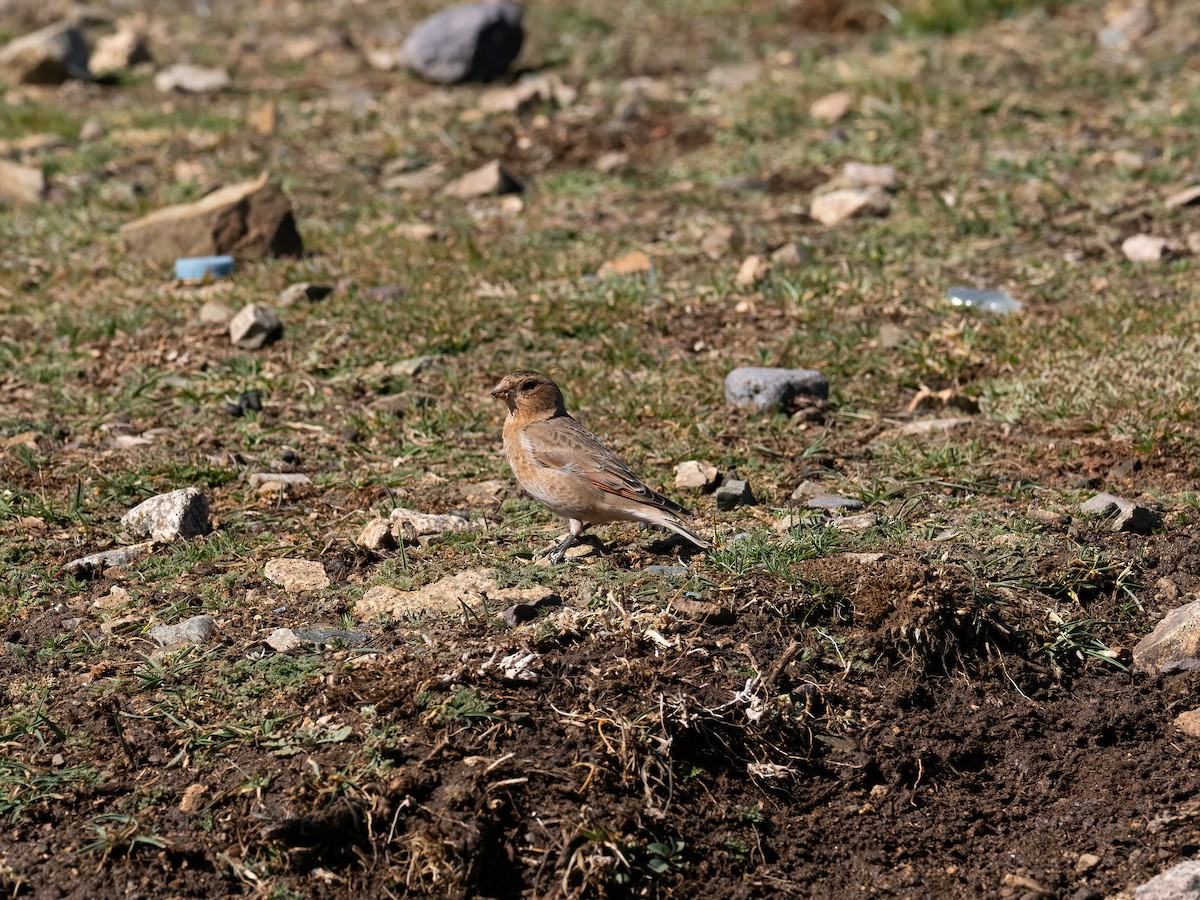 Crimson-winged Finch (African) - ML635081410