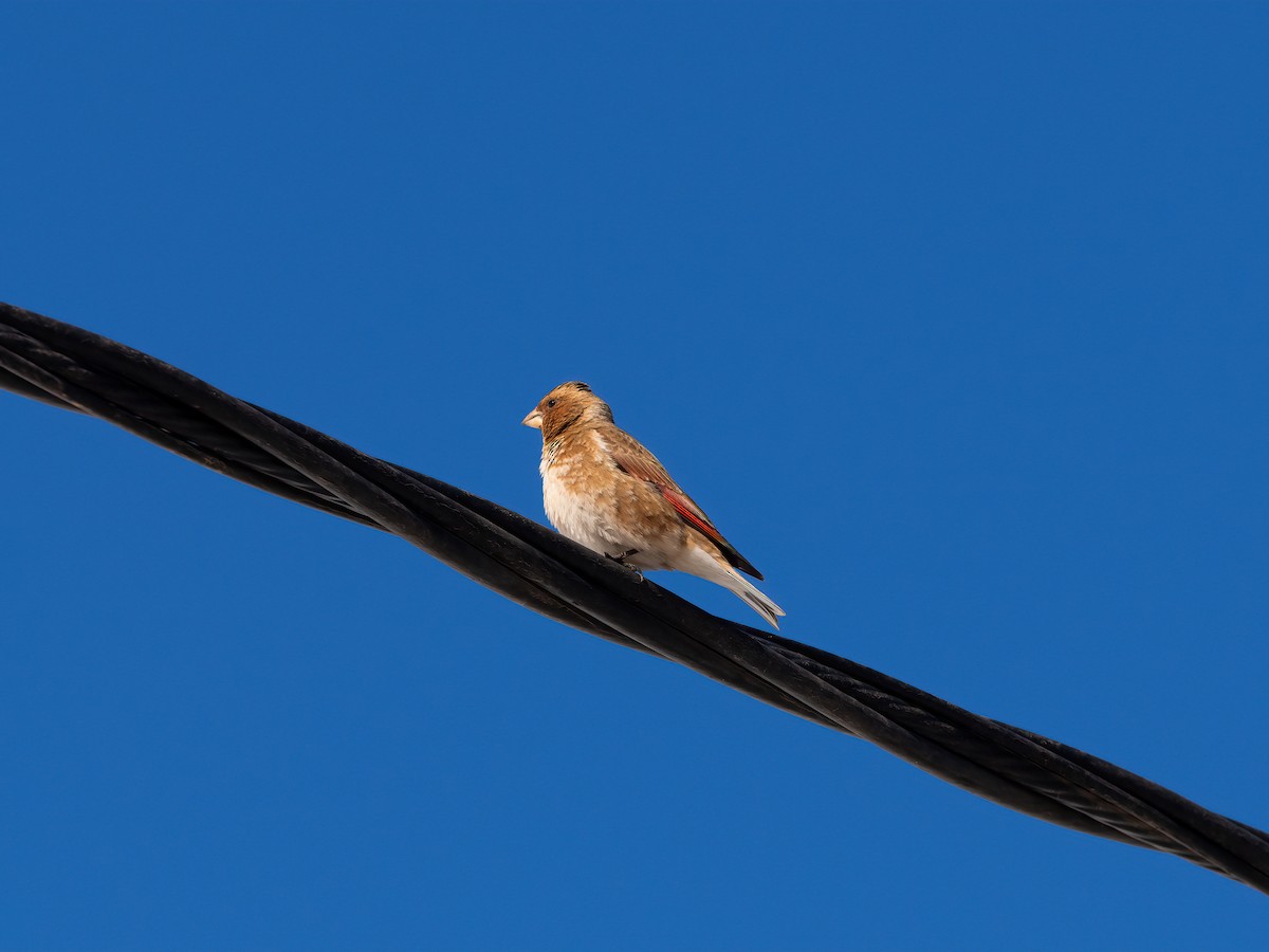 Crimson-winged Finch (African) - ML635081411
