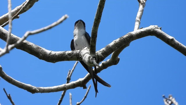 Gray-rumped Treeswift - ML635081418